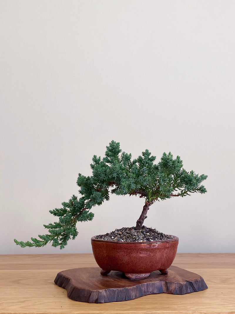 JAPANESE JUNIPER (JJ2104053)