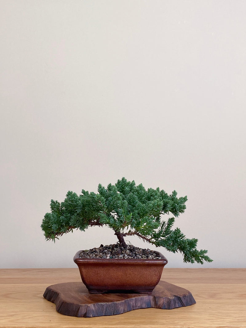 JAPANESE JUNIPER (JJ2104054)
