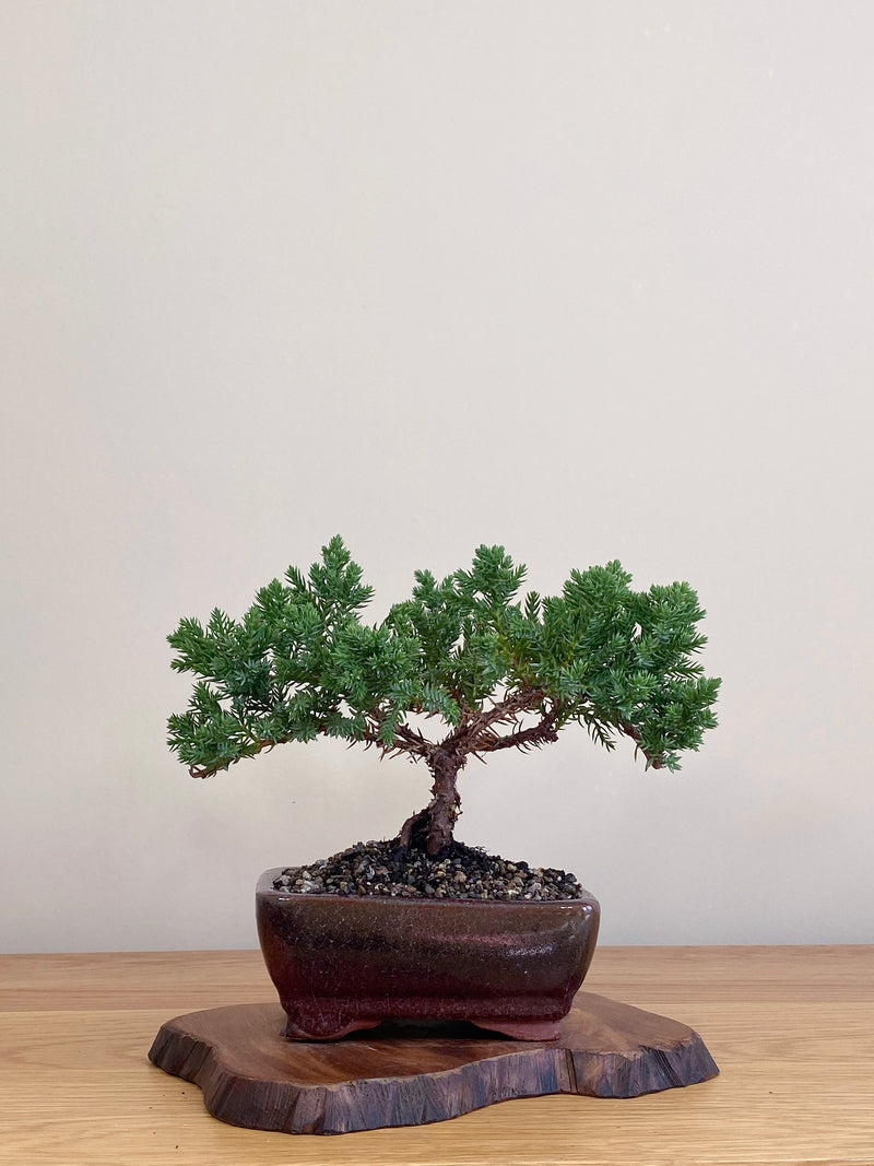 JAPANESE JUNIPER (JJ2104055)