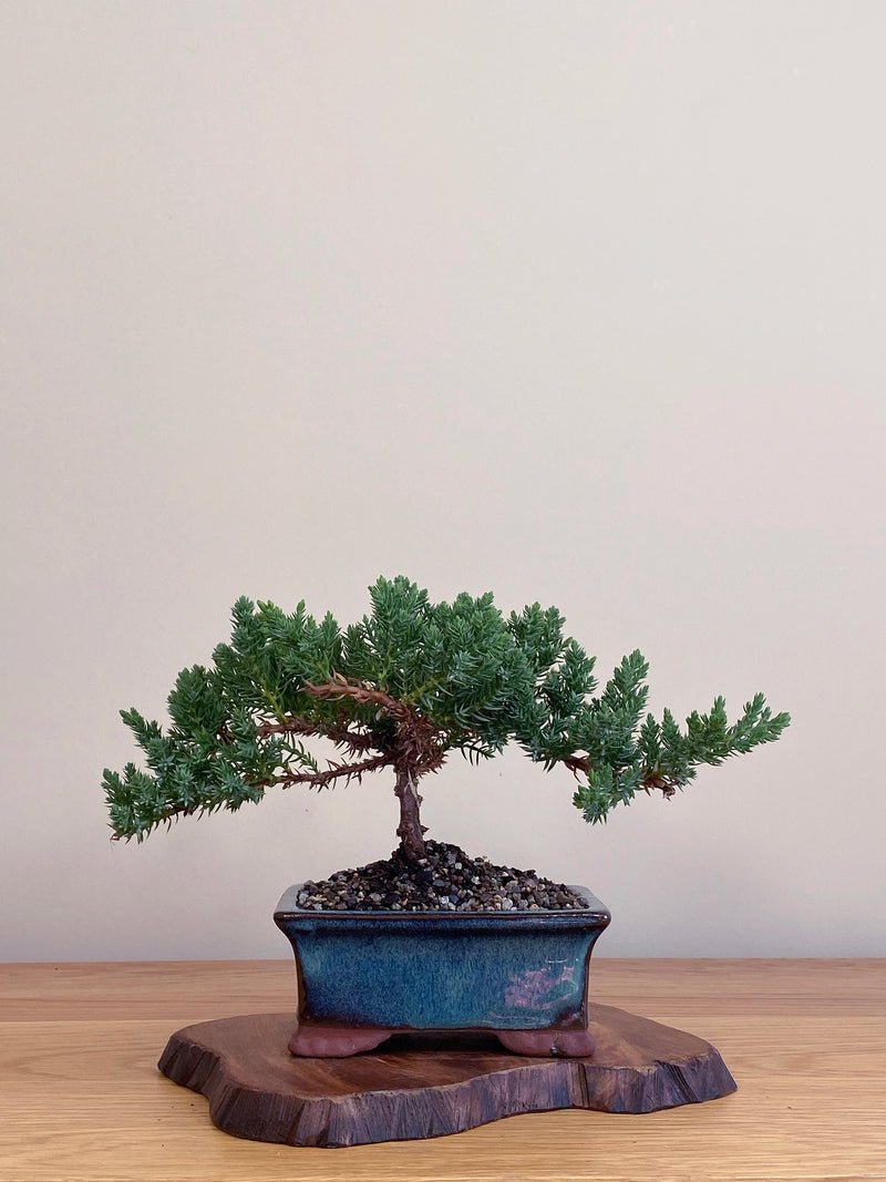 JAPANESE JUNIPER (JJ2104057)