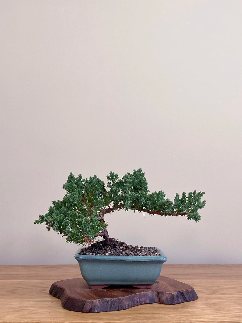 JAPANESE JUNIPER (JJ2104058)