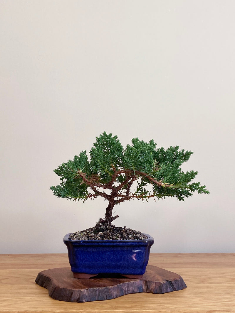 JAPANESE JUNIPER (JJ2104059)