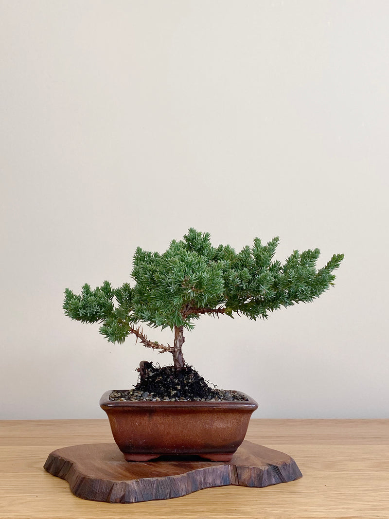 JAPANESE JUNIPER (JJ2104061)