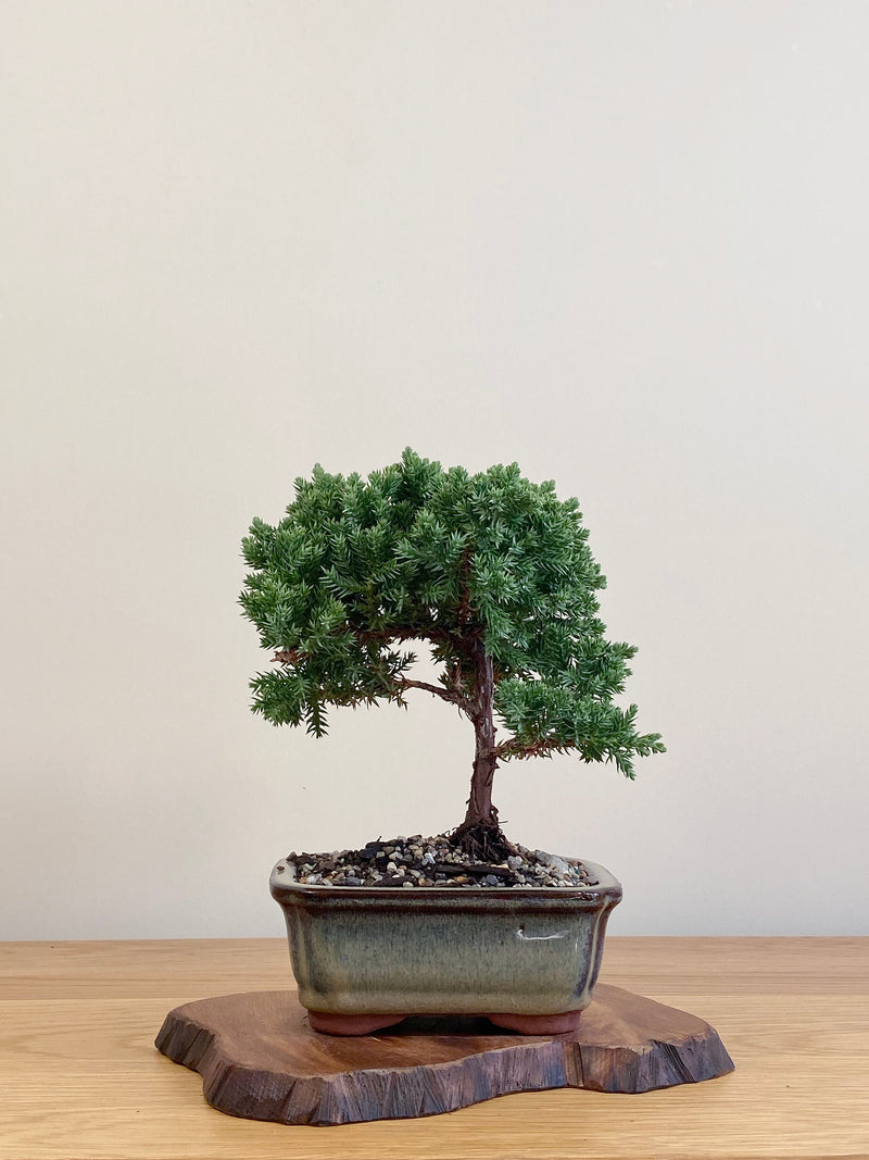 JAPANESE JUNIPER (JJ2104062)