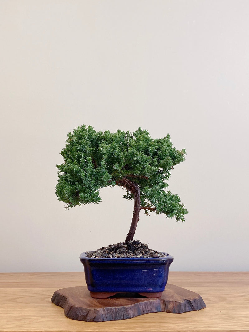 JAPANESE JUNIPER (JJ2104063)