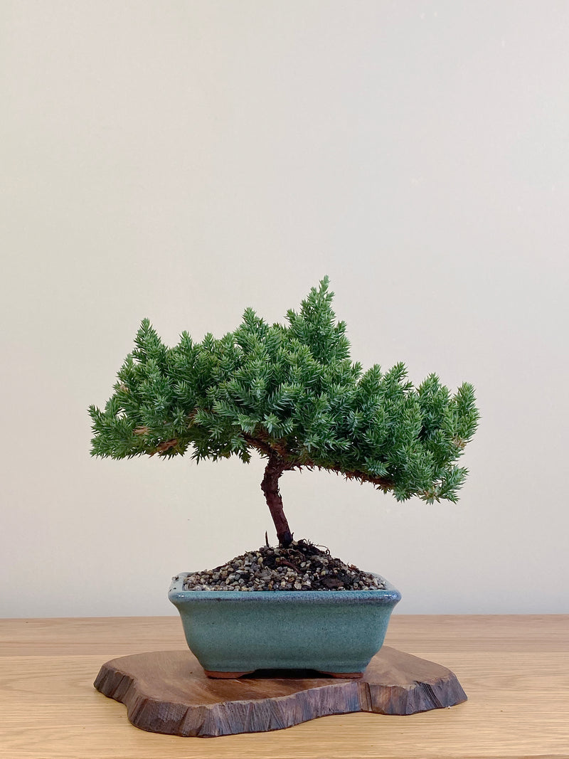 JAPANESE JUNIPER (JJ2104064)
