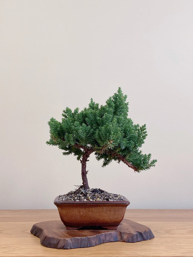 JAPANESE JUNIPER (JJ2104065)