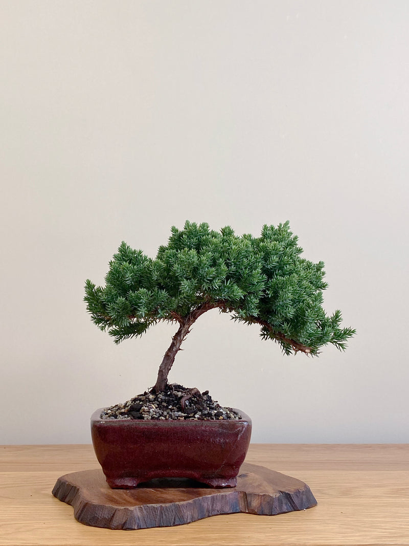 JAPANESE JUNIPER (JJ2104066)