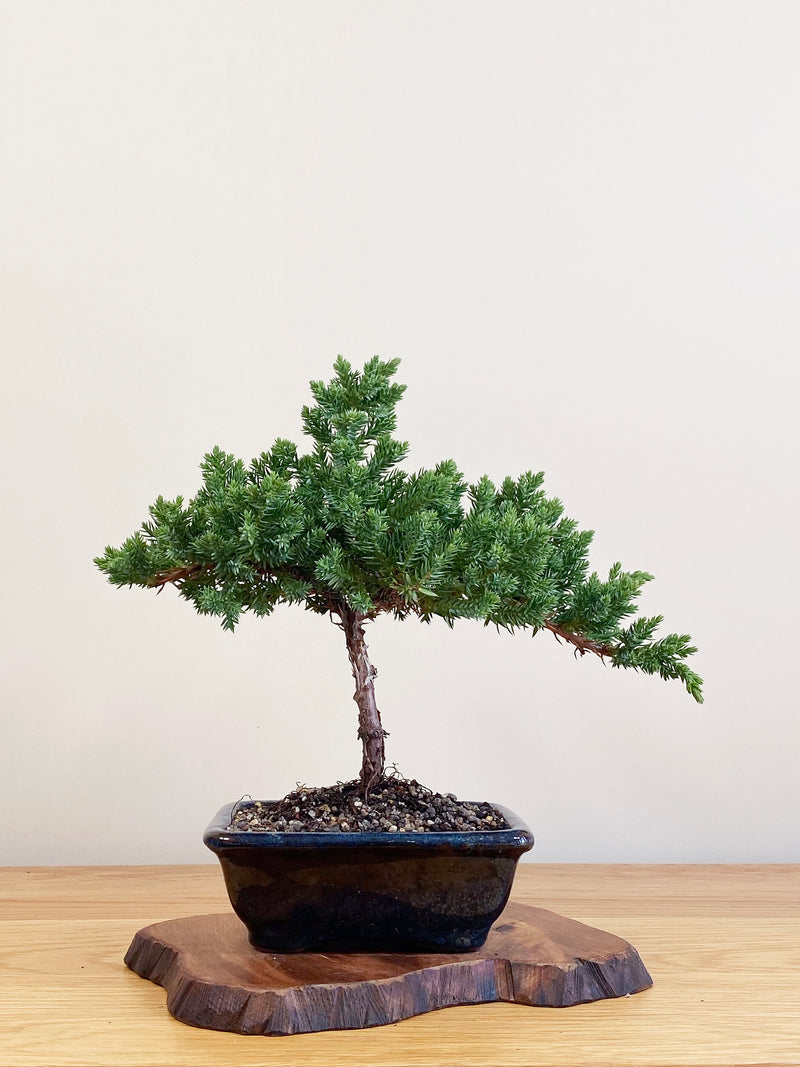 JAPANESE JUNIPER (JJ2104067)