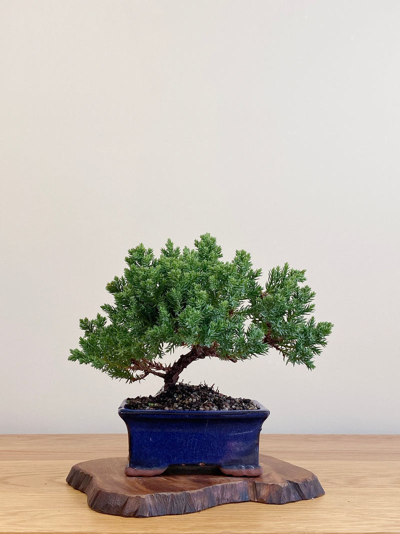 JAPANESE JUNIPER (JJ2104068)