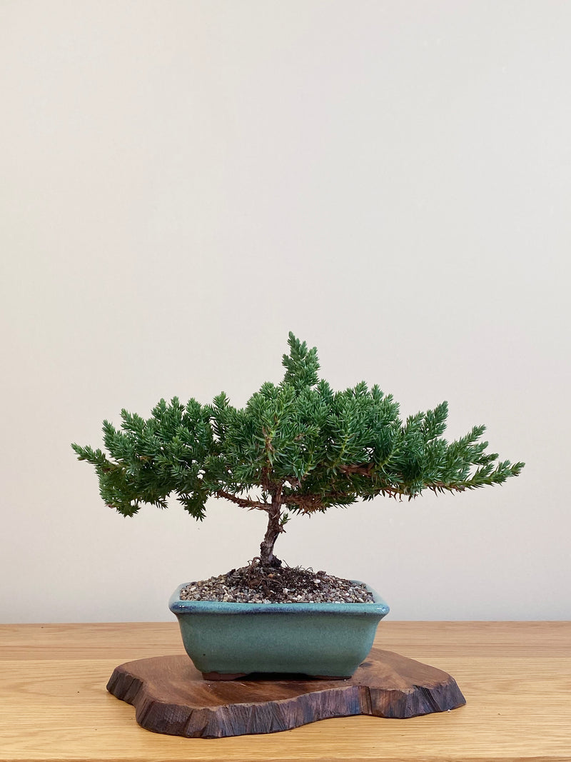 JAPANESE JUNIPER (JJ2104069)