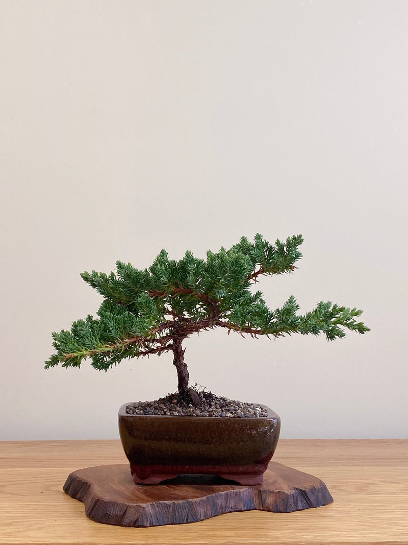 JAPANESE JUNIPER (JJ2104070)