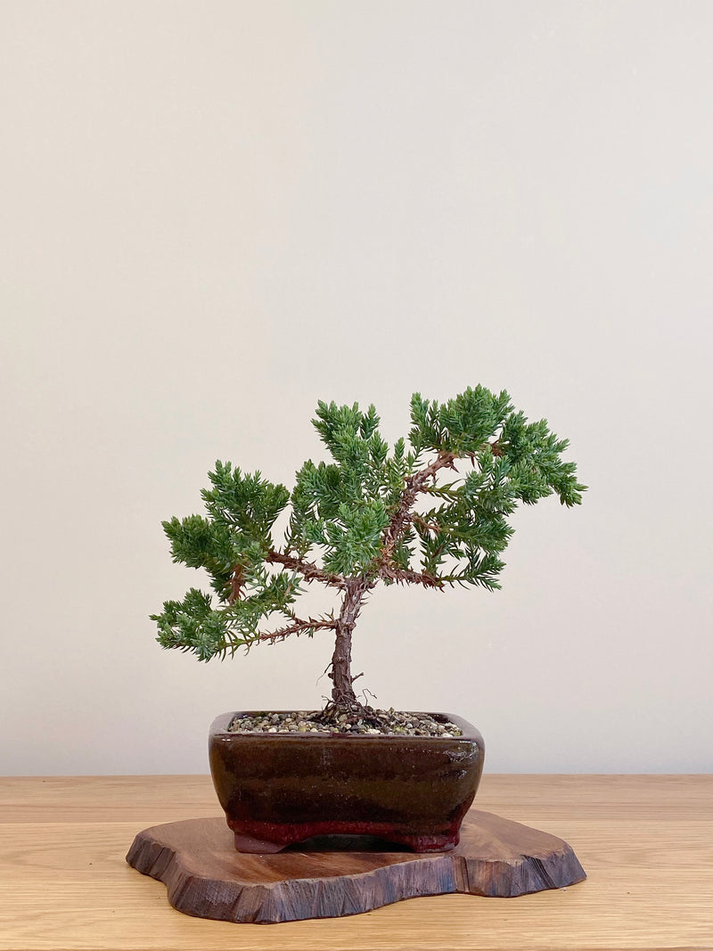 JAPANESE JUNIPER (JJ2104072)