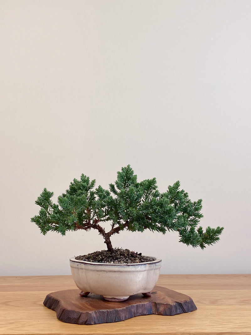 JAPANESE JUNIPER (JJ2104073)