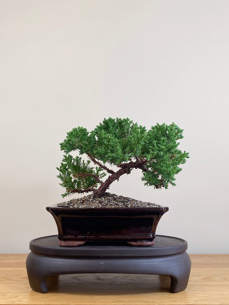 JAPANESE JUNIPER (JJ2104074)