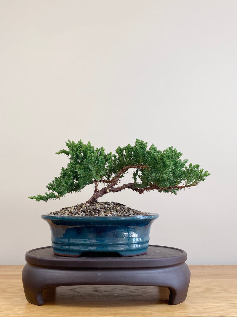 JAPANESE JUNIPER (JJ2104075)