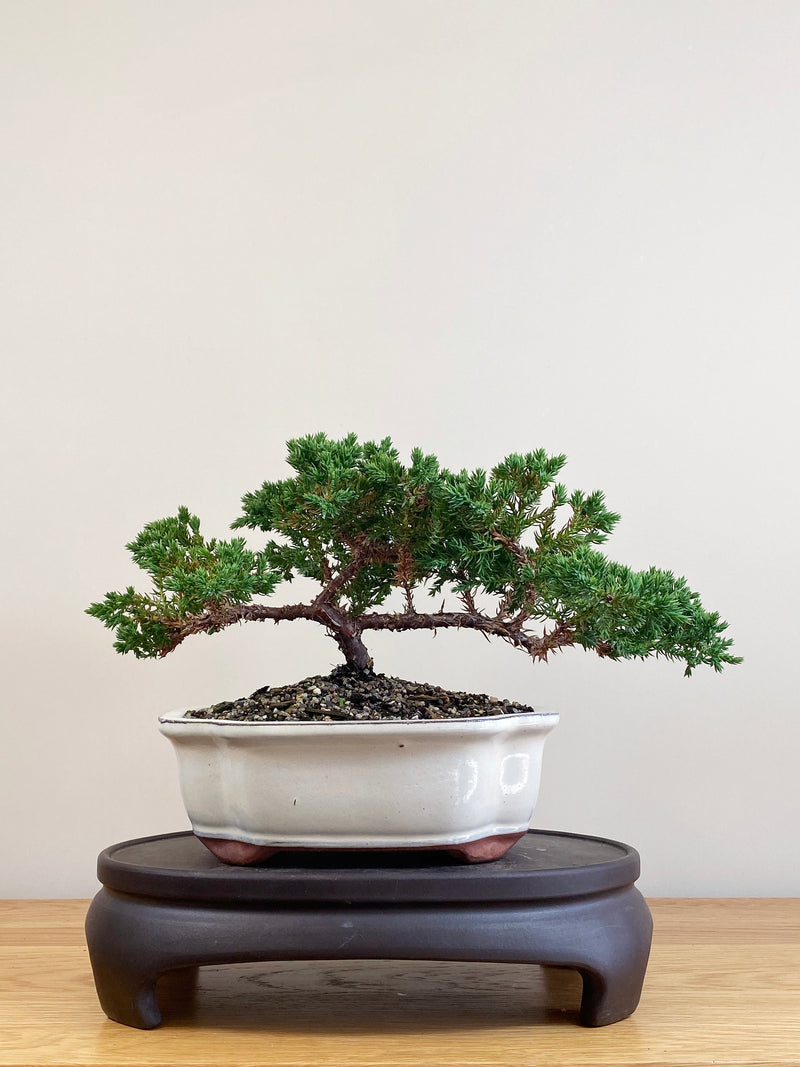 JAPANESE JUNIPER (JJ2104076)