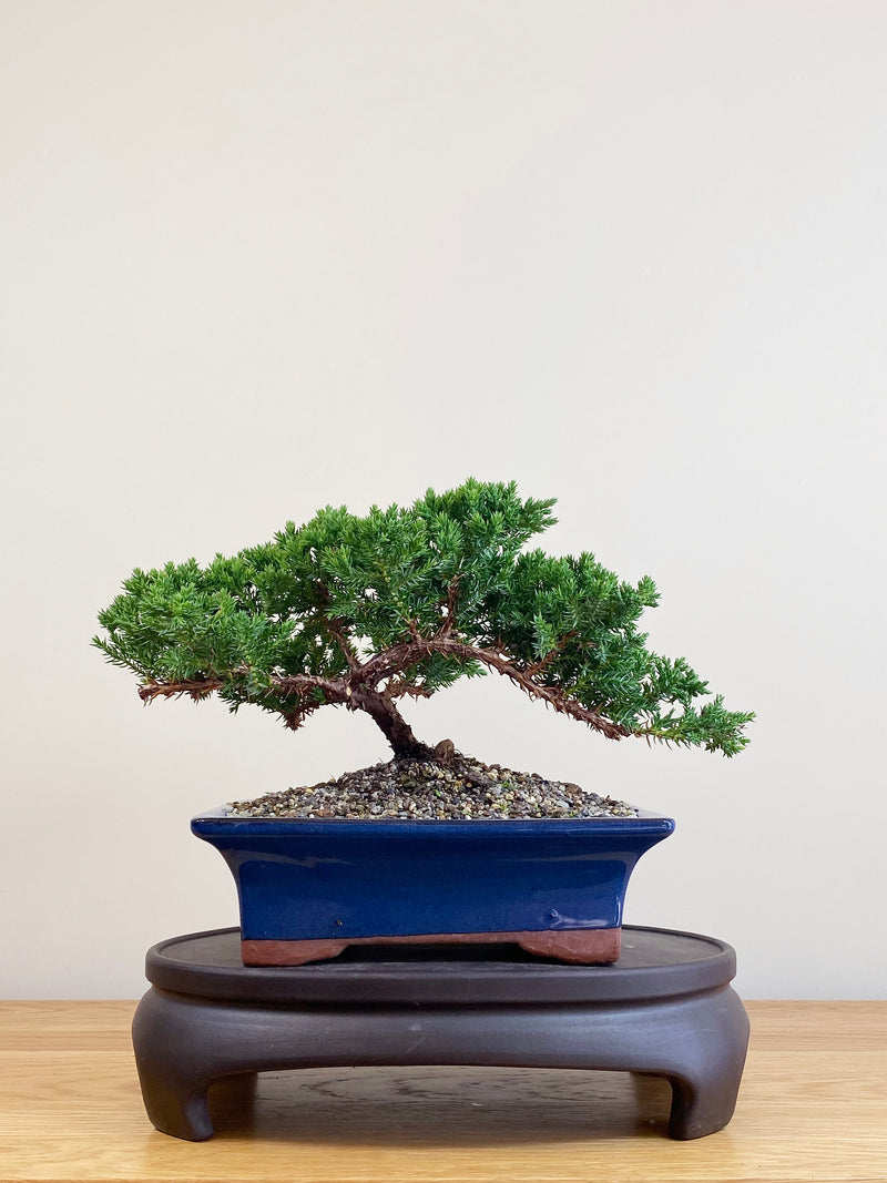 JAPANESE JUNIPER (JJ2104077)