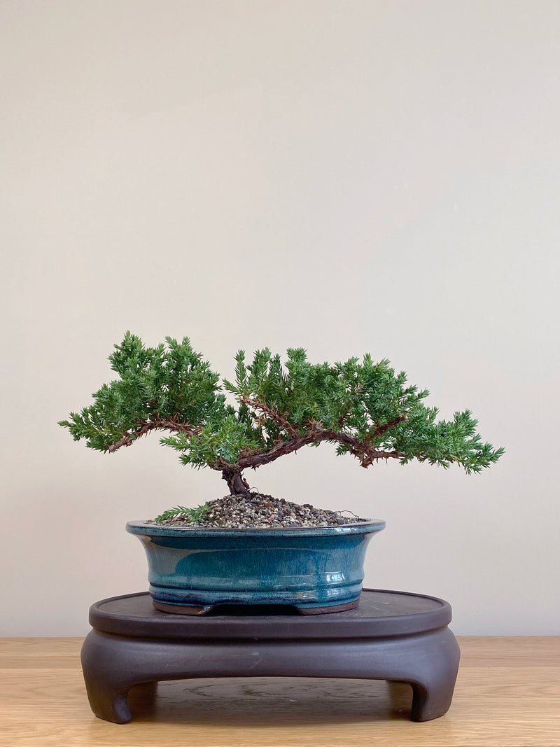 JAPANESE JUNIPER (JJ2104078)