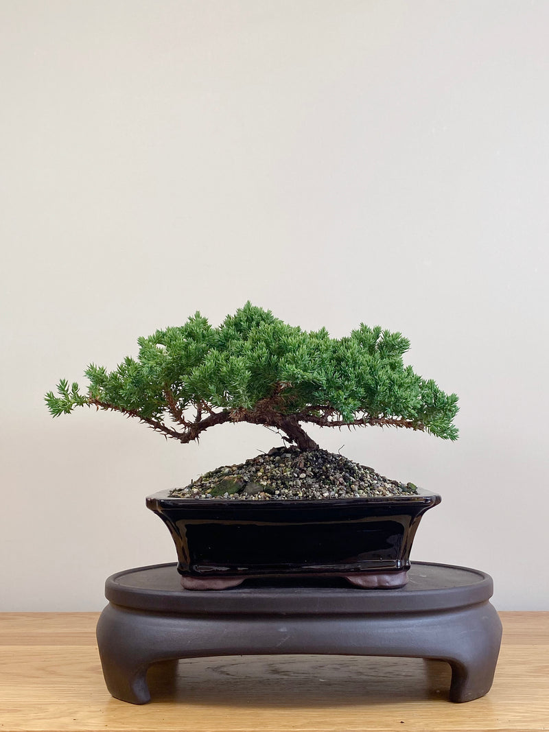 JAPANESE JUNIPER (JJ2104079)