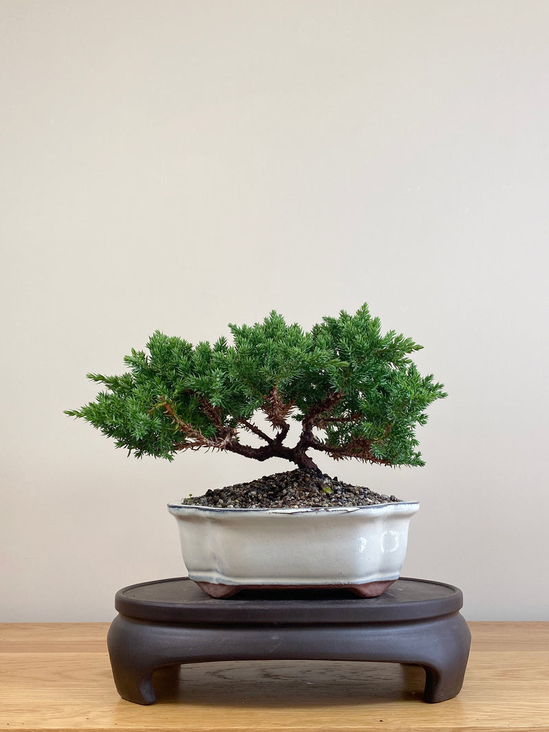 JAPANESE JUNIPER (JJ2104080)