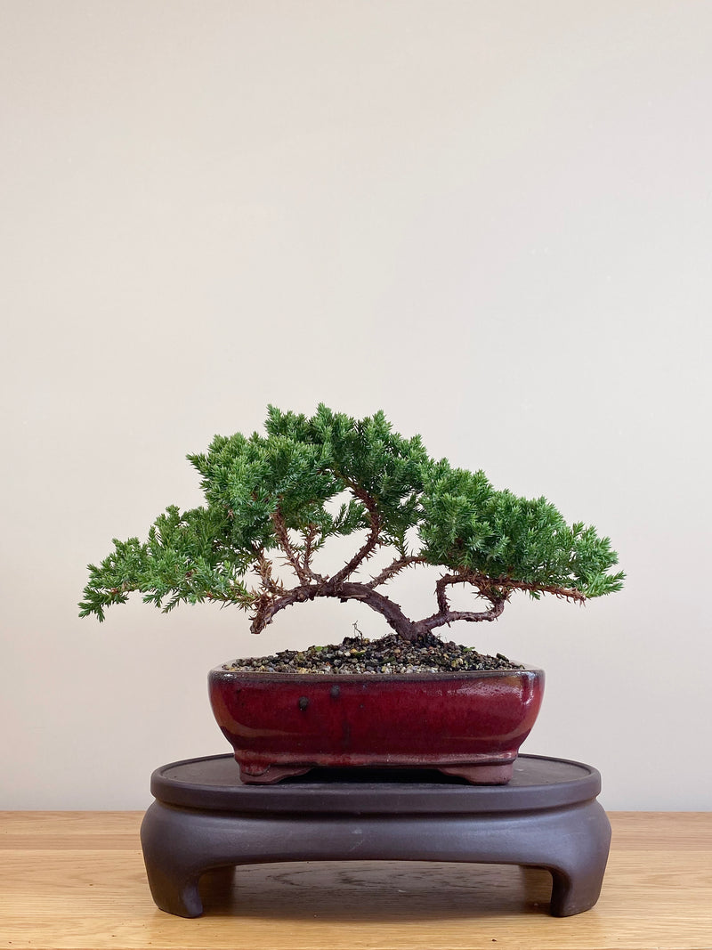 JAPANESE JUNIPER (JJ2104083)