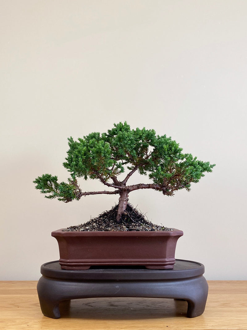 JAPANESE JUNIPER (JJ2104084)