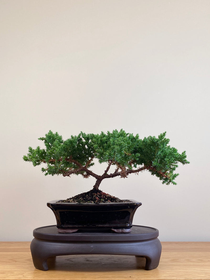 JAPANESE JUNIPER (JJ2104085)