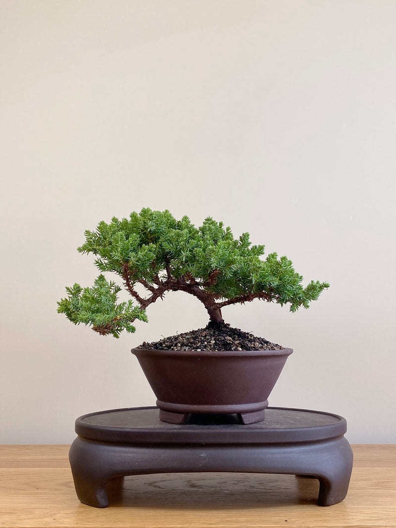 JAPANESE JUNIPER (JJ2104086)