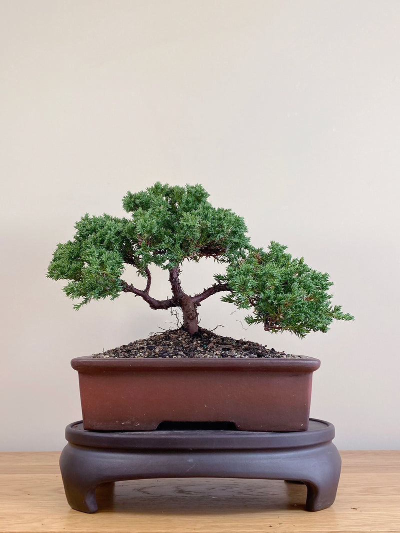 JAPANESE JUNIPER (JJ2104088)