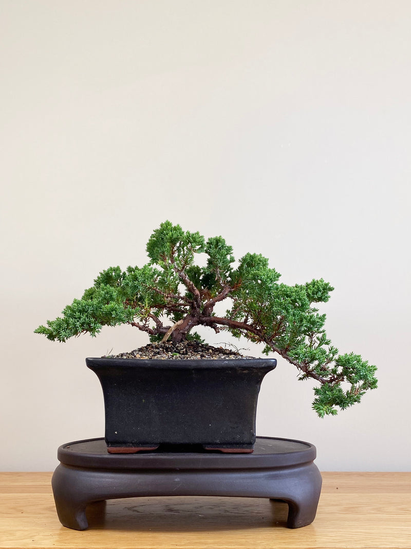 JAPANESE JUNIPER (JJ2104089)