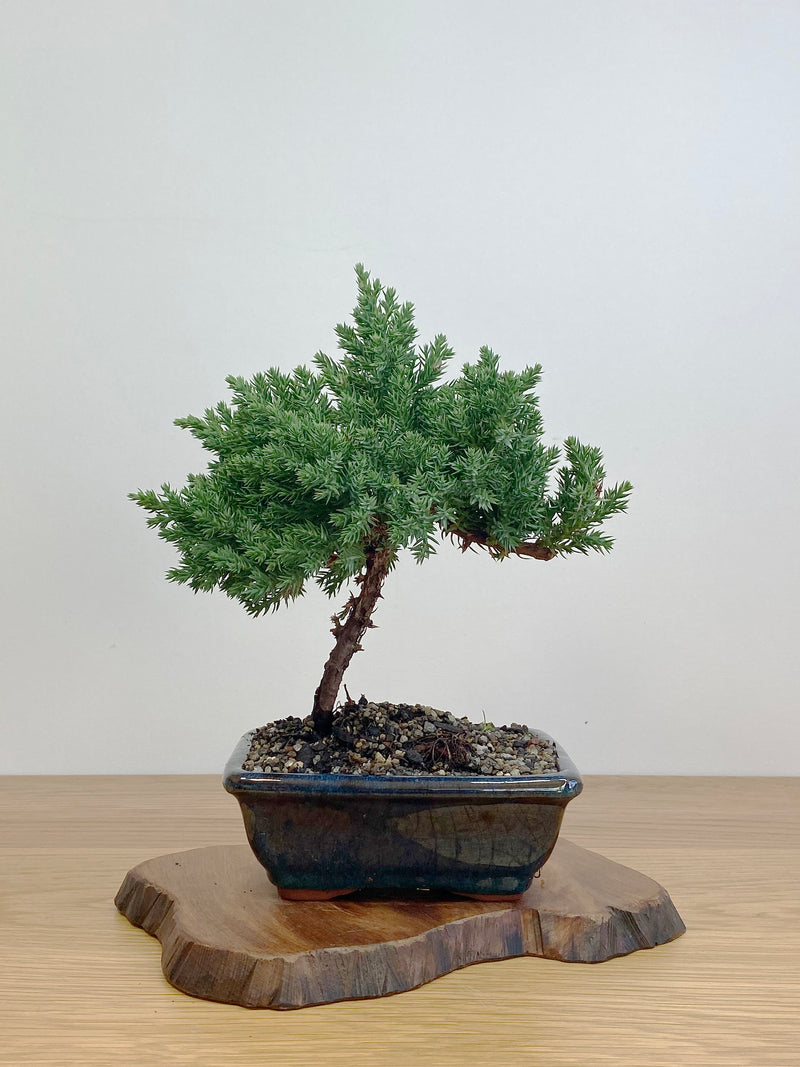 JAPANESE JUNIPER (JJ2105001)