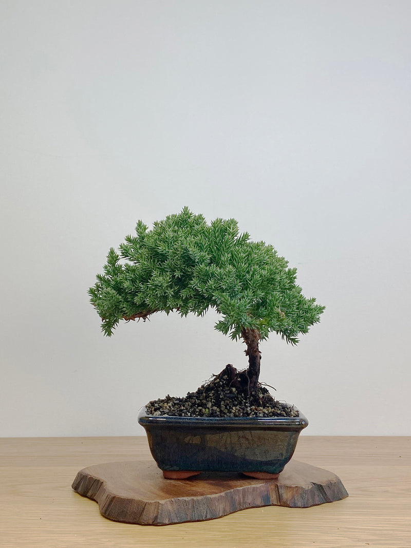 JAPANESE JUNIPER (JJ2105007)