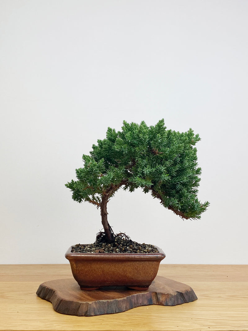 JAPANESE JUNIPER (JJ2105009)