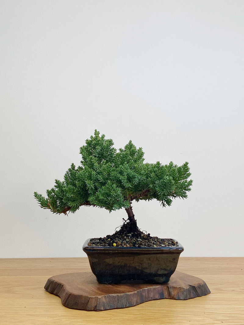 JAPANESE JUNIPER (JJ2105010)