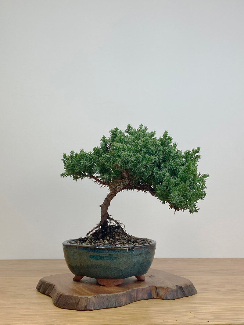 JAPANESE JUNIPER (JJ2105013)