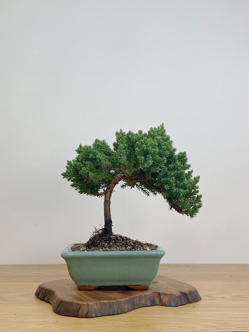 JAPANESE JUNIPER (JJ2105016)