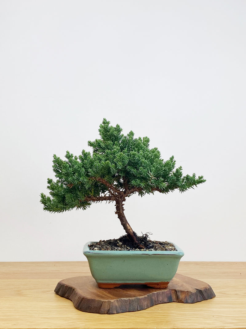 JAPANESE JUNIPER (JJ2105017)