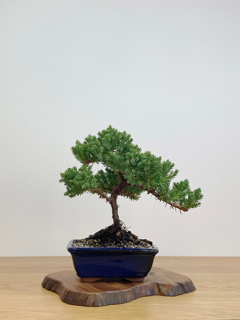 JAPANESE JUNIPER (JJ2105021)