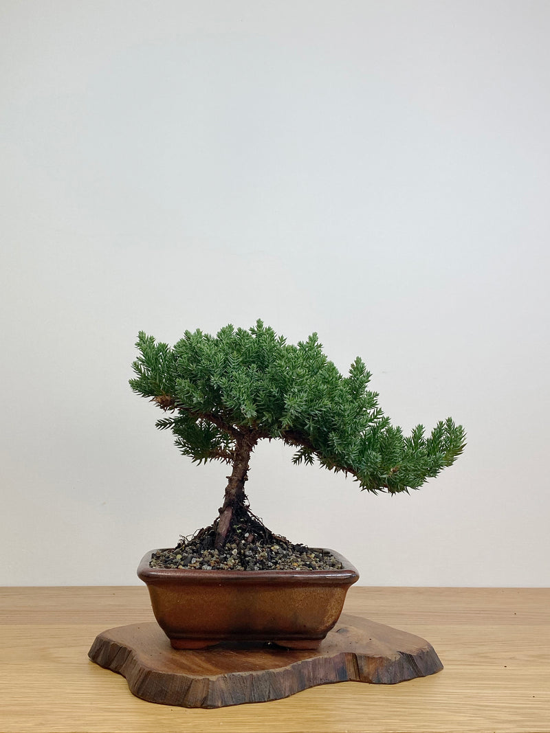 JAPANESE JUNIPER (JJ2105027)