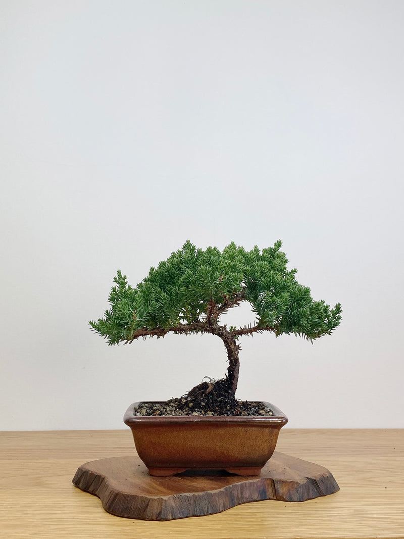 JAPANESE JUNIPER (JJ2105028)