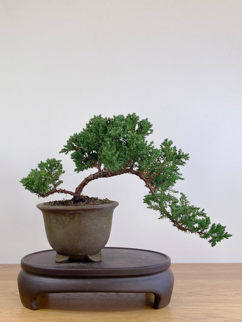 JAPANESE JUNIPER (JJ2105029)