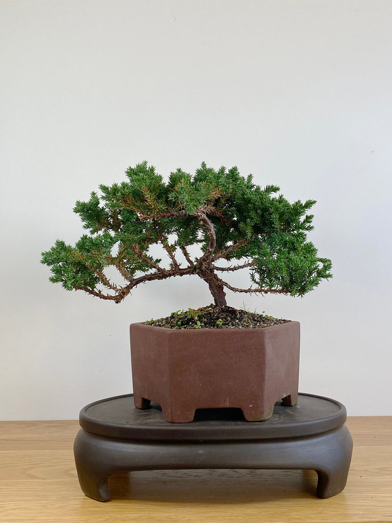 JAPANESE JUNIPER (JJ2105030)