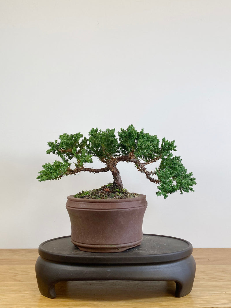 JAPANESE JUNIPER (JJ2105033)