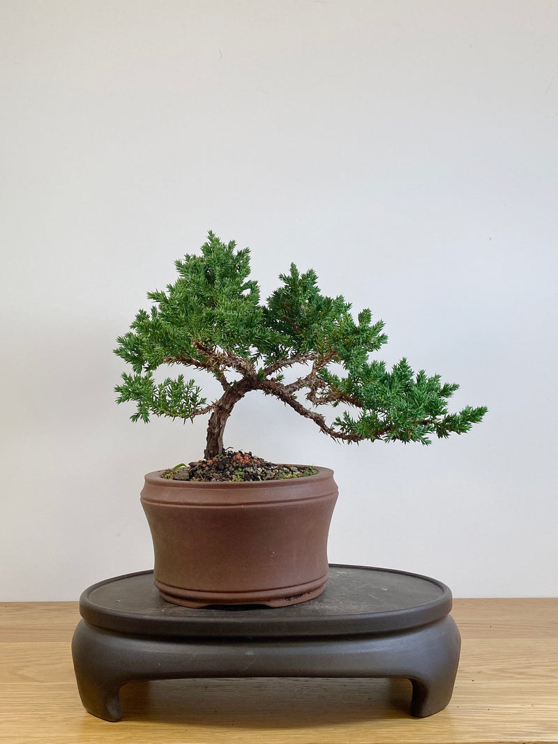 JAPANESE JUNIPER (JJ2105035)