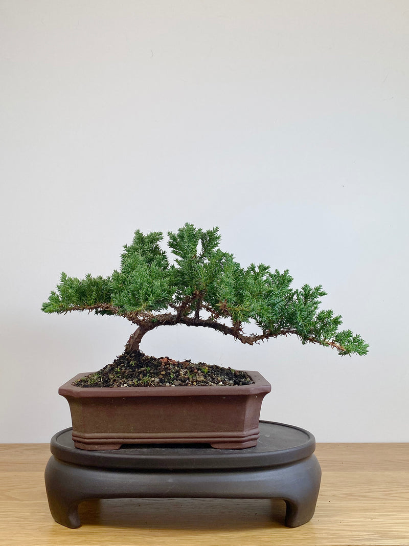 JAPANESE JUNIPER (JJ2105036)