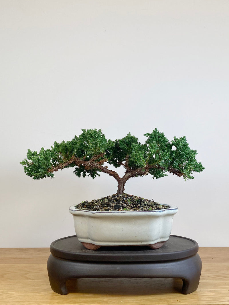 JAPANESE JUNIPER (JJ2105037)