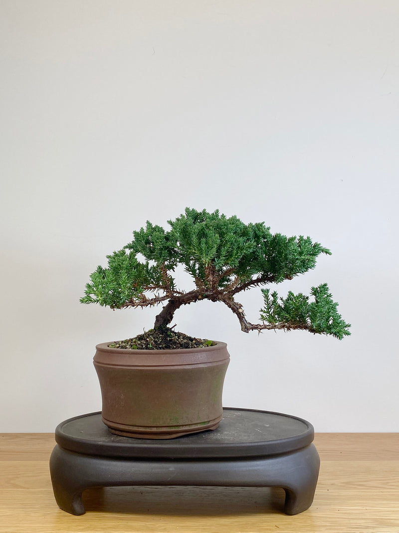JAPANESE JUNIPER (JJ2105039)