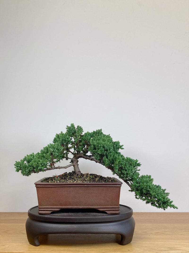 JAPANESE JUNIPER (JJ2105040)