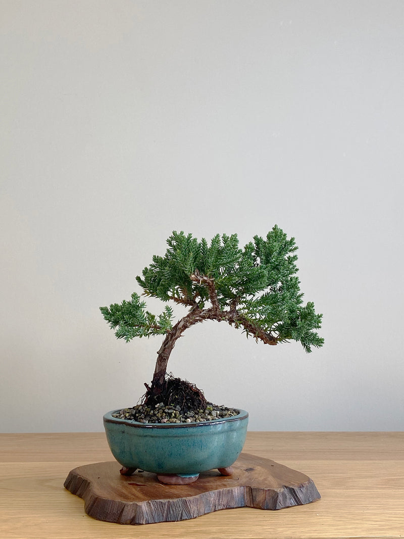 JAPANESE JUNIPER (JJ2106001)